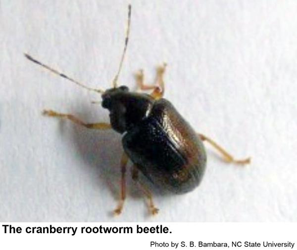 Cranberry rootworm beetle (small, brown beetle on white background)